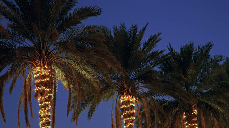 Home Depot Is Selling Pre-Lit Christmas Palm Trees ...