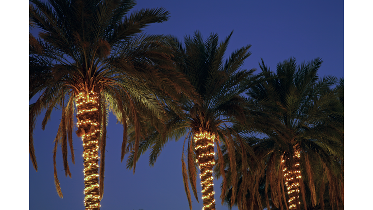 Festive Decorated Palm Trees