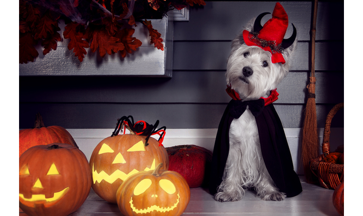 Dog in Halloween Dracula costume