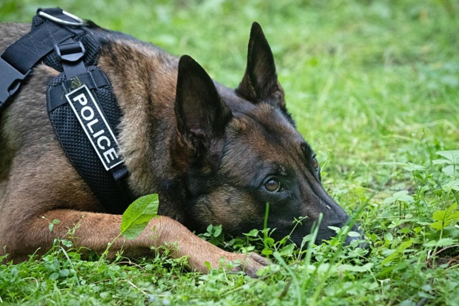 Fleeing sex offender taken down by K-9 dog in Marysville | iHeart