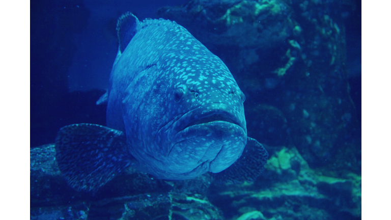 Goliath grouper