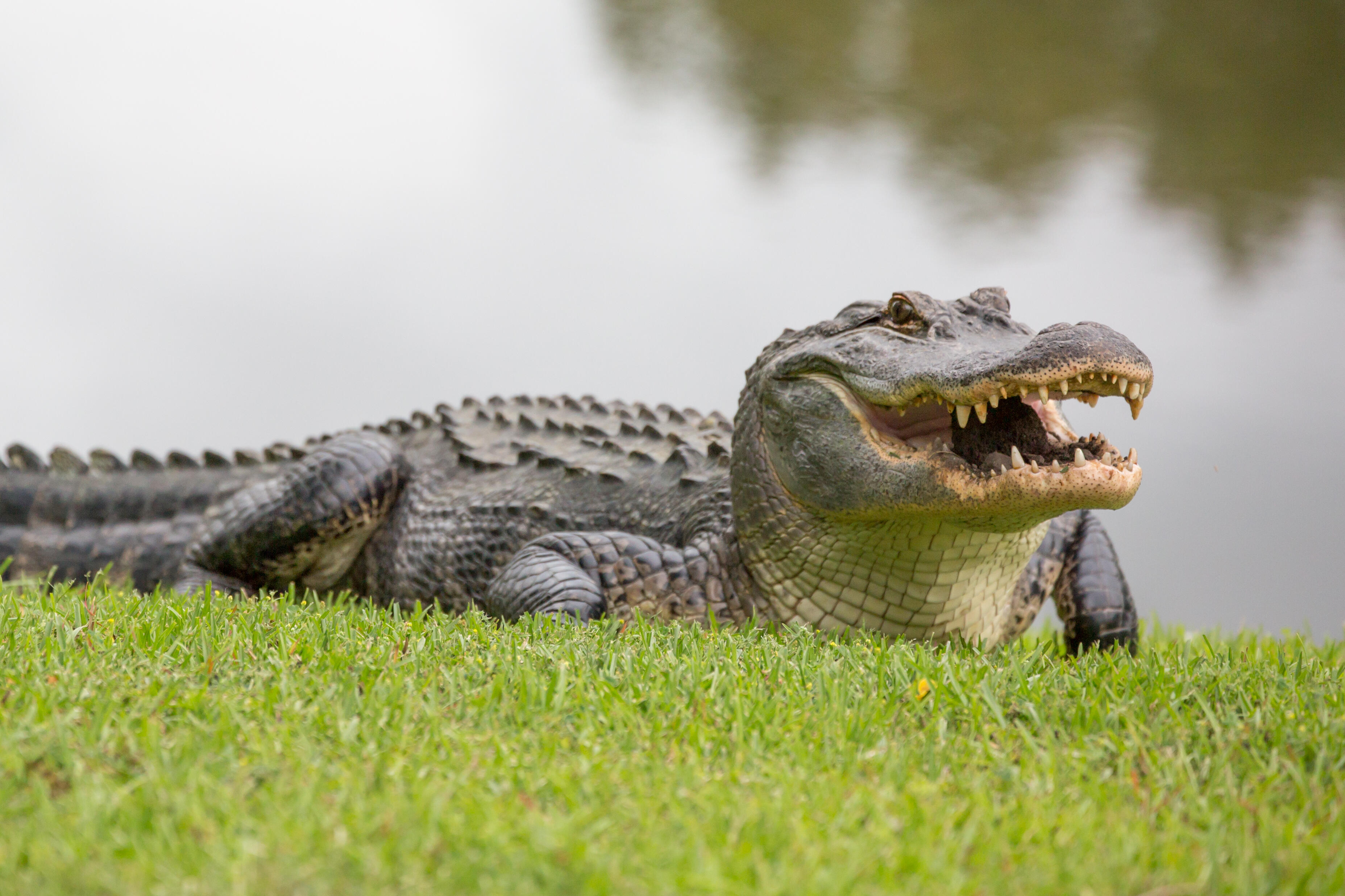 Alligator in Florida shed turns out to be pool float