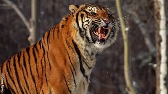 Video: Tiger Sighting Reported in Cincinnati