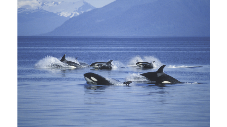 Pod of Killer Whales in Frederick Sound