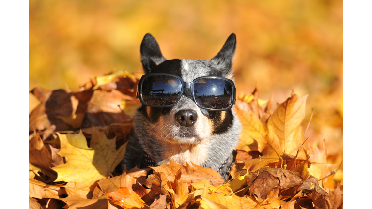 Dog in maple leaves