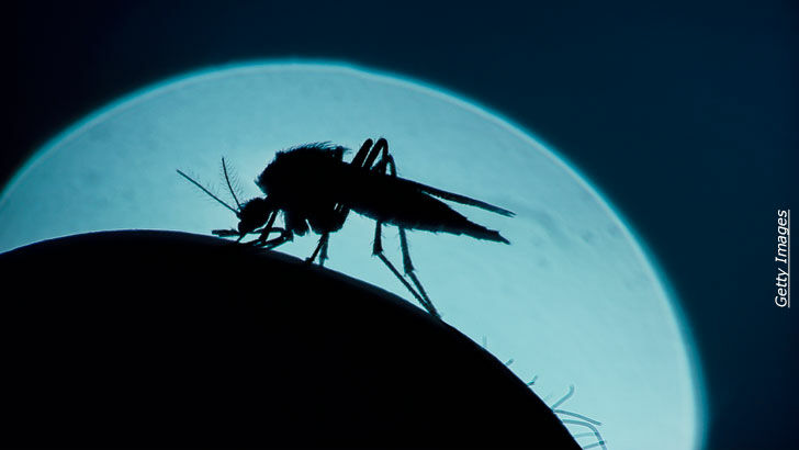 Genetically Engineered Mosquitoes / Rebuilding Our Lives