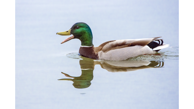 Mallard Duck Talking