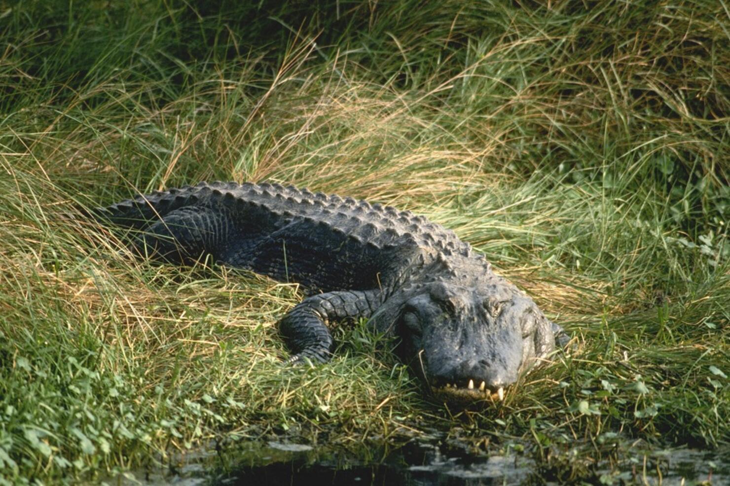 Alligator in the Grass