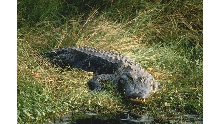 Alligator in the Grass