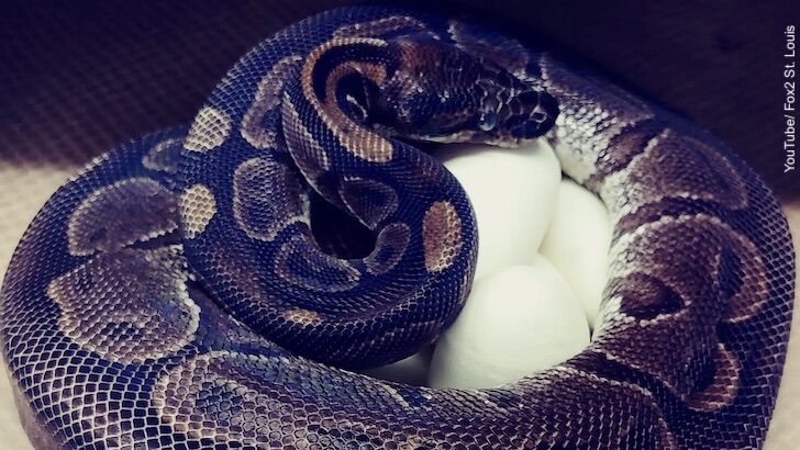 62-Year-Old Snake Lays ‘Miracle Eggs’