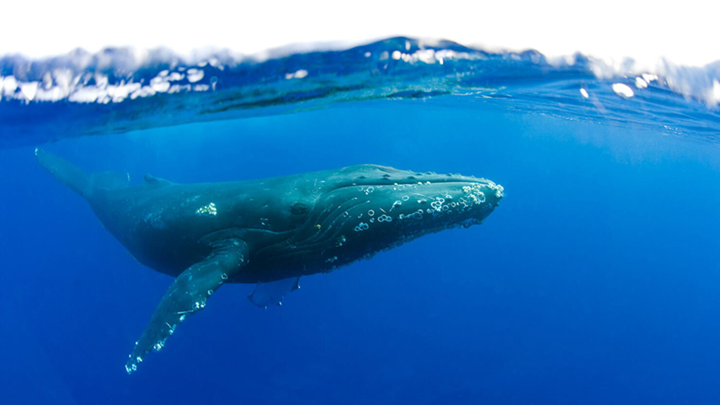 Stranded whales swim back into danger, Whales