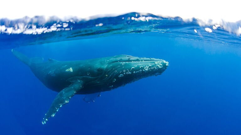 Humpback whale