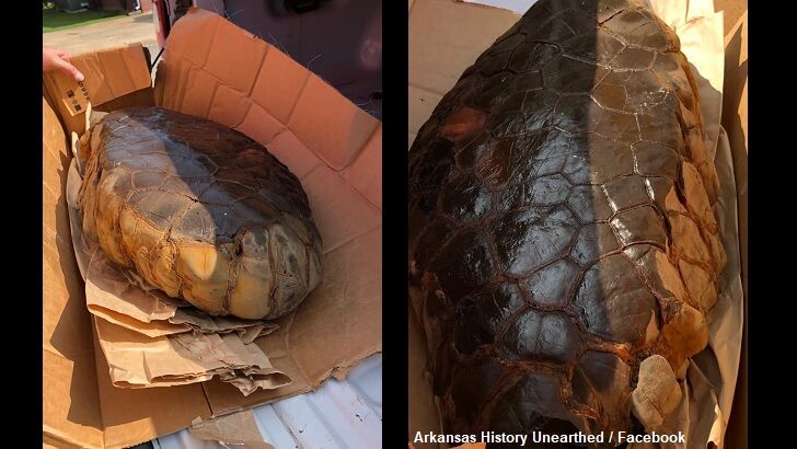 Giant 'Dragon Stone' Found in Arkansas