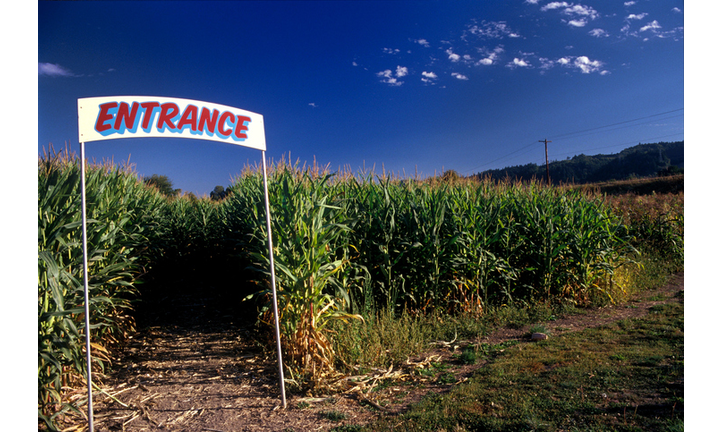 Entrance to corn maze under clear blue sky