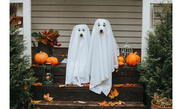 dog ghost for halloween