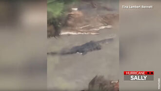 Watch: 'Monster' Alligator Swims Through Yard