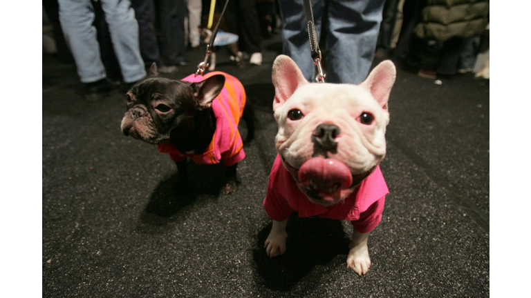 Target Pet Show Fall 2005  - Backstage