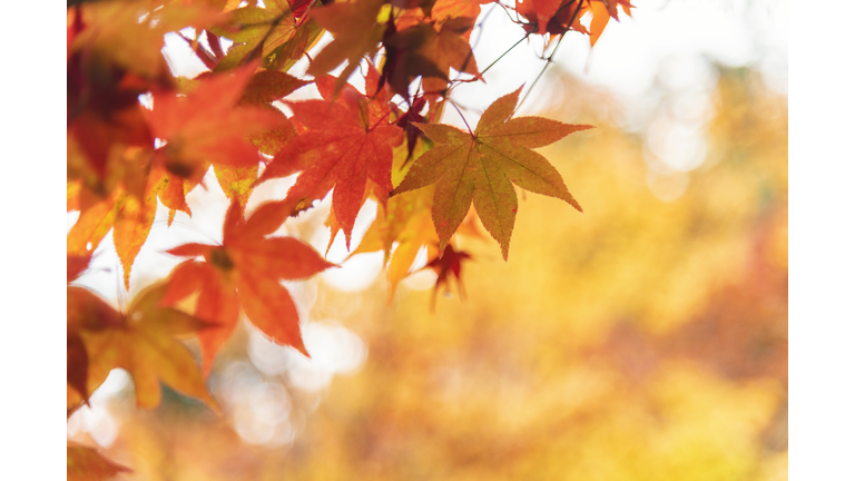 Red and Orange Maple Leaves in Autumn, Kyoto, Japan