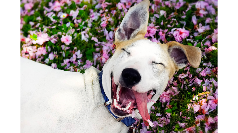 Copyright 2020 Getty Images