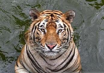 India, the Bengal Tiger Found in Houston