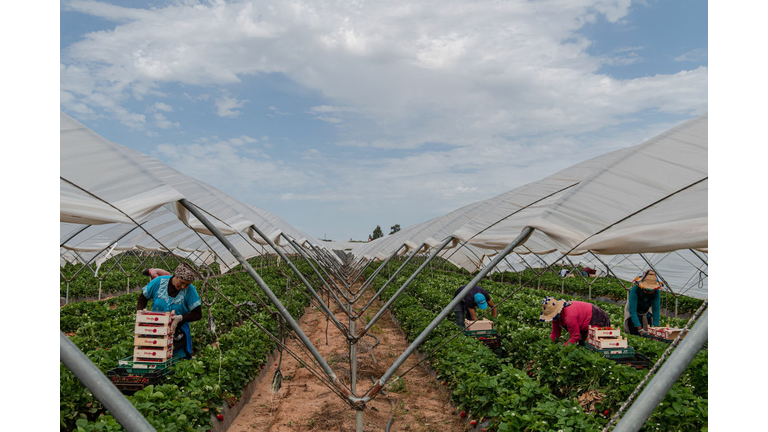 Migrant Farm Workers In Lepe