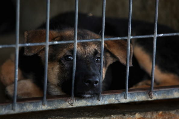 Holiday Season Sees Rise In Abandoned Pets