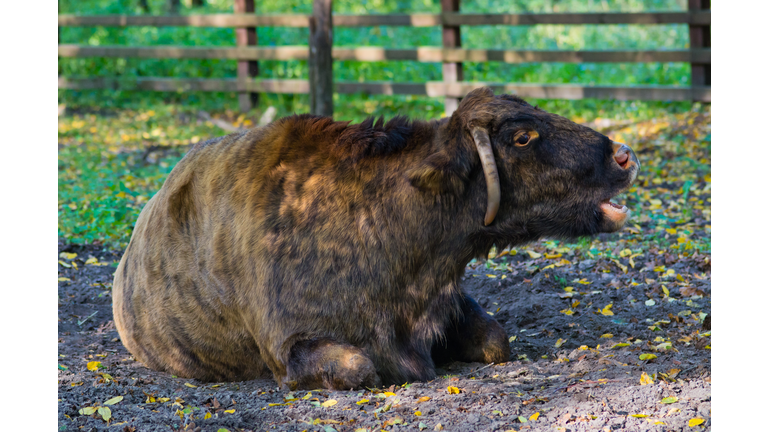 Zubron - hybrid of bison and cow