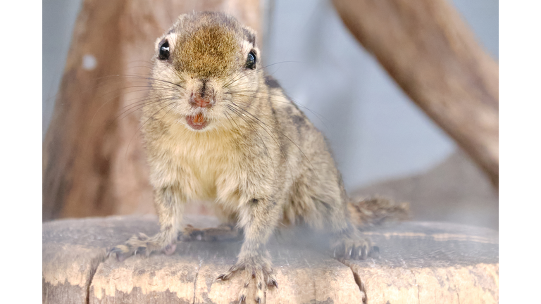 Copyright 2020 Getty Images