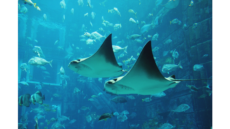 Low Angle View Of Fish In Aquarium Seen Through Glass