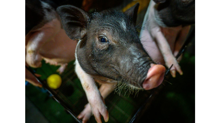 Not Smokey the piglet