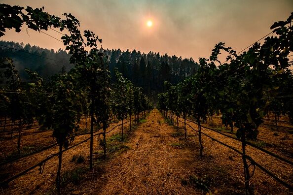 Smoke hangs amongst charred trees on the hillside behind a vineyard in Napa Valley, California on September 28, 2020.