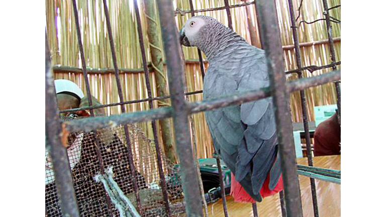 An African Grey parrot sits in a cage in