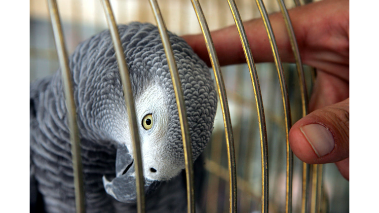 Flu Risk Sees Call For Ban On Bird Trade