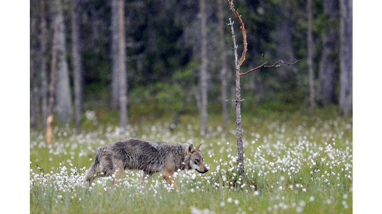 FINLAND-ENVIRONMENT-HUNTING-WOLVES