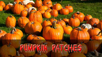 Pumpkin Patches
