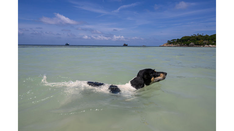 Dog Swimming At The Beach 