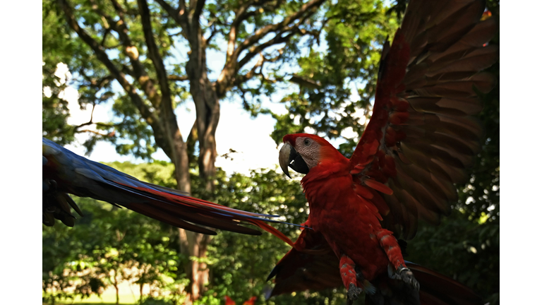 Colorful parrot shows off his wingspan