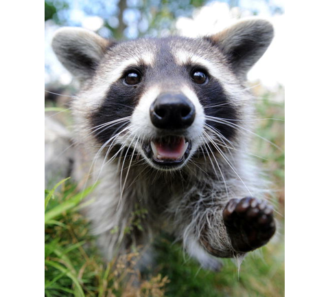 A raccoon walks through his enclosure at