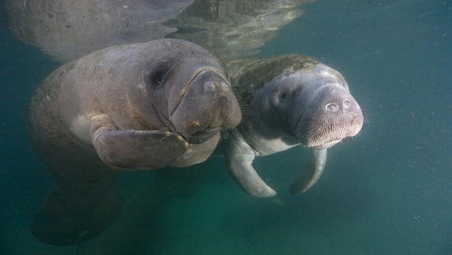 Manatees May Have Lived In Texas During The Ice Age, Says Ut 