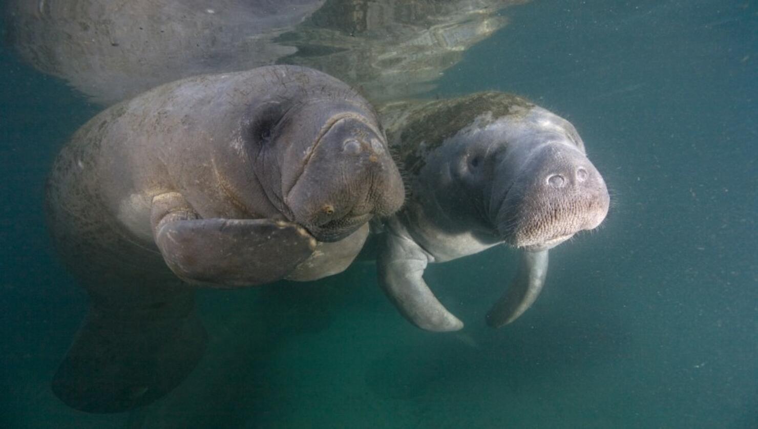 Manatees May Have Lived In Texas During The Ice Age, Says UT ...