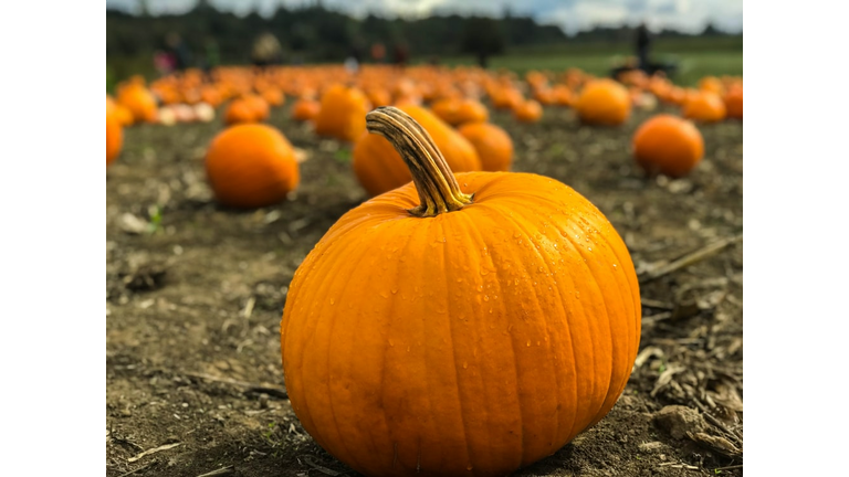 Lots Of Fun And Pumpkins Saturday At Fairgrounds!