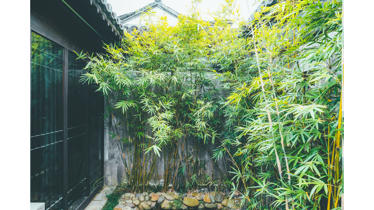 Small courtyard garden with ornamental bamboos