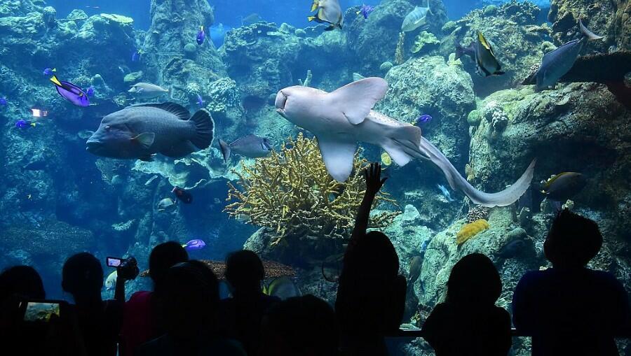 Children's Aquarium at Fair Park Plans To Permanently Close Due To ...