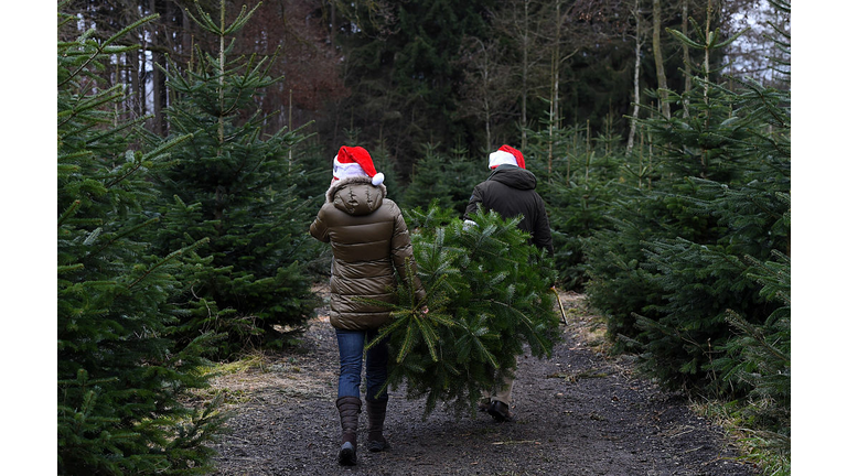 GERMANY-BAVARIA-CHRISTMAS-TREE-FEATURE