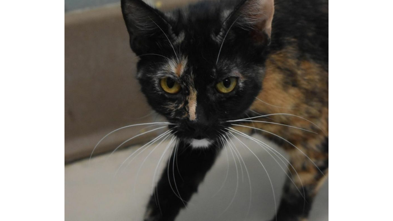 LCHS Pet of the Week: Leila