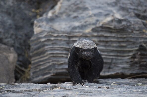 NAMIBIA-WILDLIFE-FEATURE