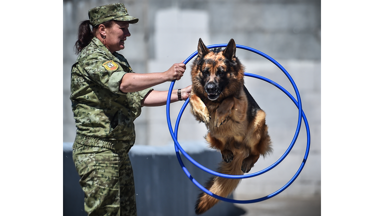 BELARUS-DEFENCE-ANIMAL-BORDER-GUARDS-DOGS