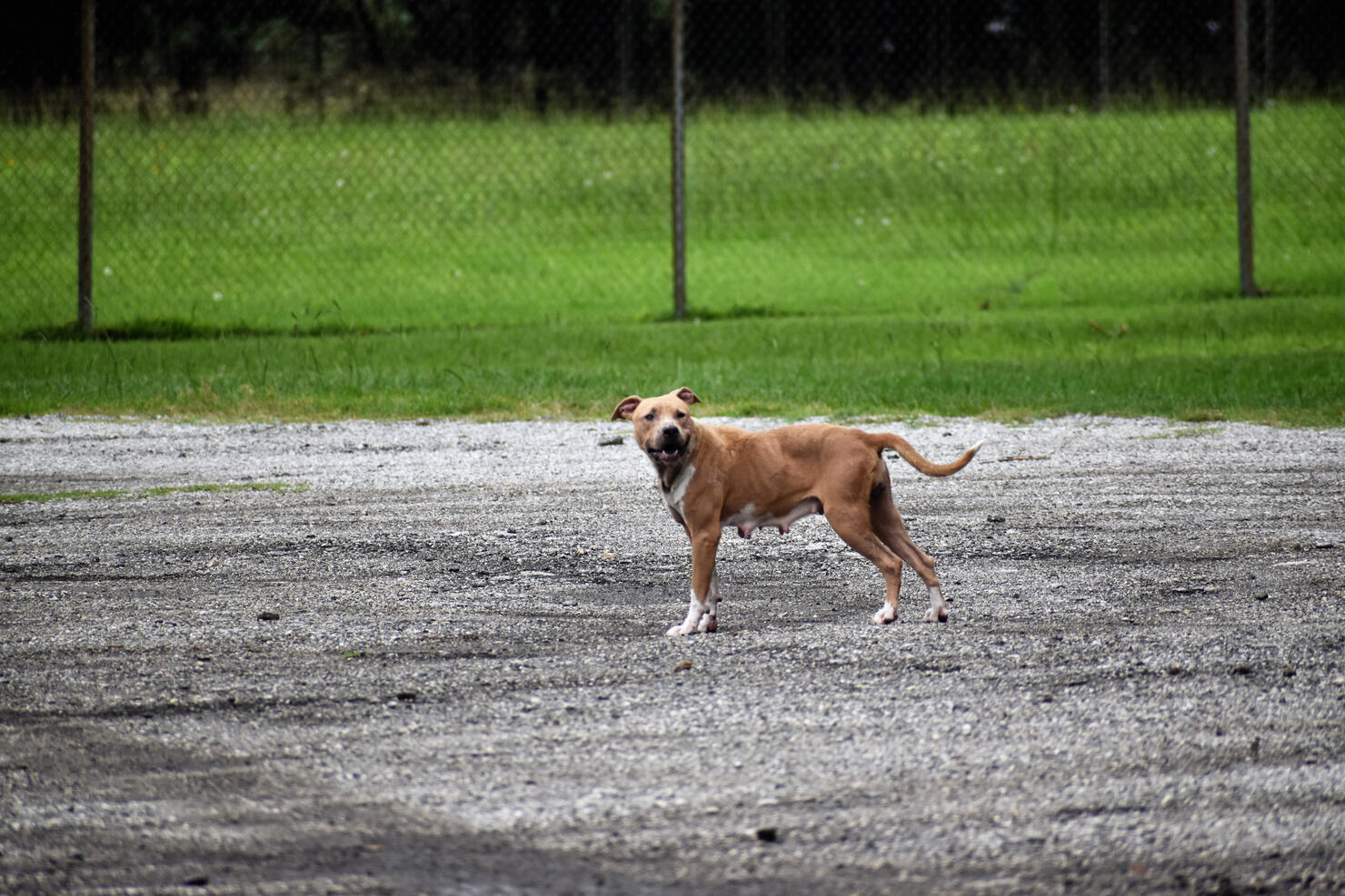 Pitbull Terrier