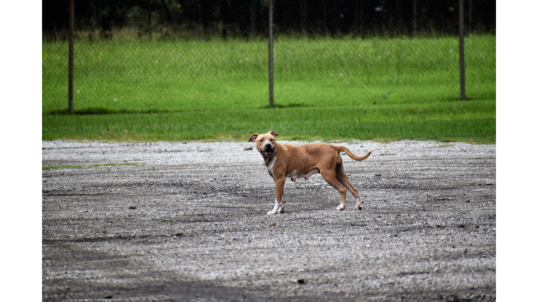 Pitbull Terrier