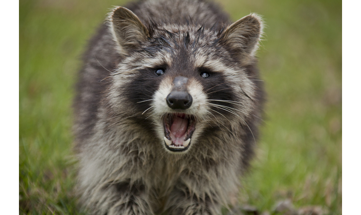 Copyright 2020 Getty Images